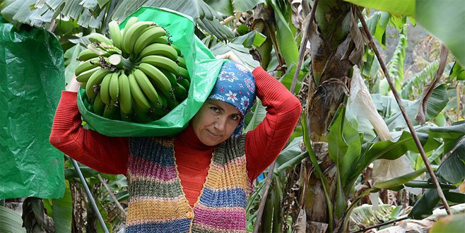 Yerli muzun fiyatı uçtu!