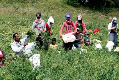 Sözleşmeli ekime ilgi hızla artıyor