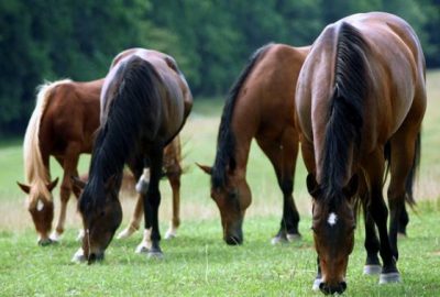 At ve eşeklere kimlik geliyor