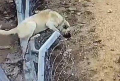 Bir anda tellerden atladı! Köpeğin hırsızlara karşı amansız mücadelesi