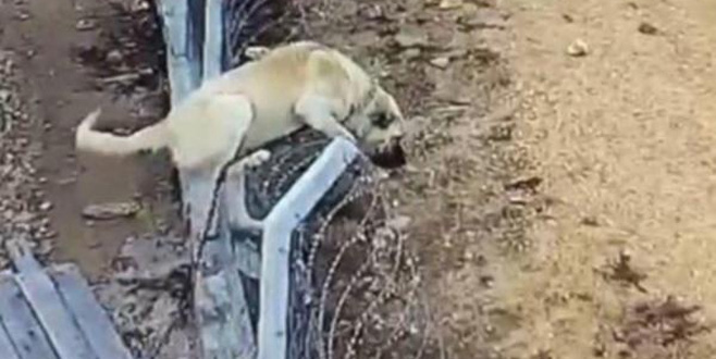 Bir anda tellerden atladı! Köpeğin hırsızlara karşı amansız mücadelesi