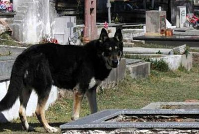 12 yıl sahibinin mezarı başında yaşayan köpek öldü