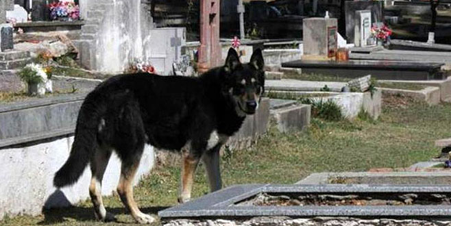 12 yıl sahibinin mezarı başında yaşayan köpek öldü