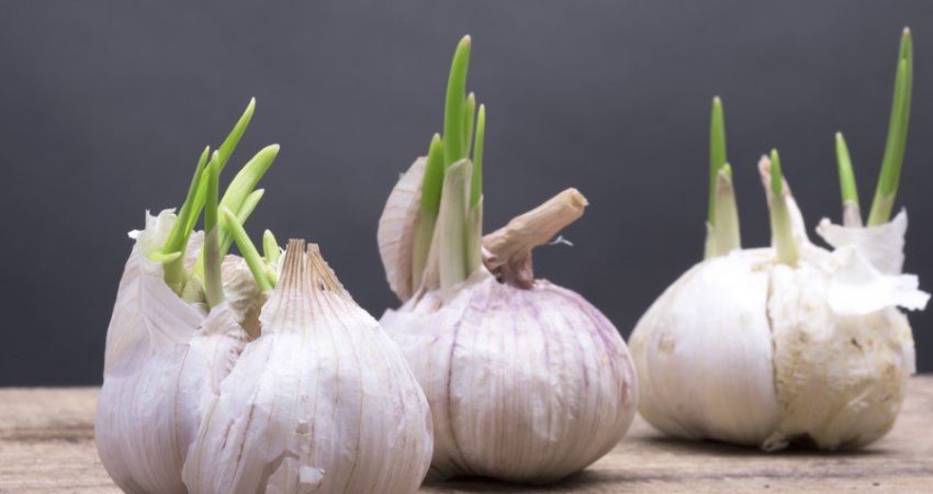 Antibiyotik etkisi gösteren sarımsağın filizlenmiş hali de şifa kaynağı.