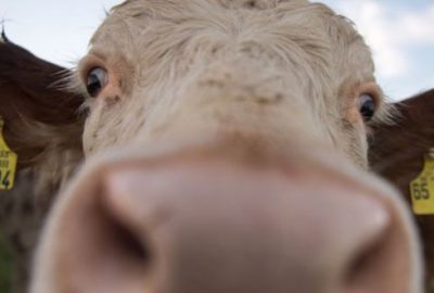 Mezbahaya götürülürken kaçan inek özgürlüğe yüzdü