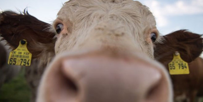 Mezbahaya götürülürken kaçan inek özgürlüğe yüzdü
