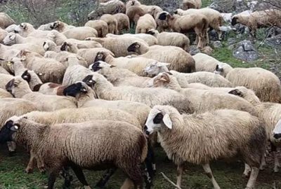 300 koyun için başvurular başladı