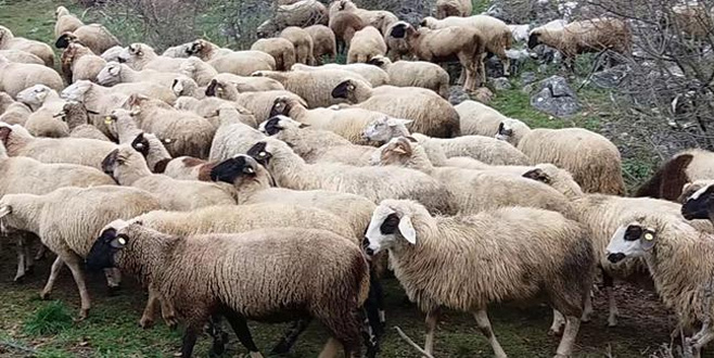 300 koyun için başvurular başladı