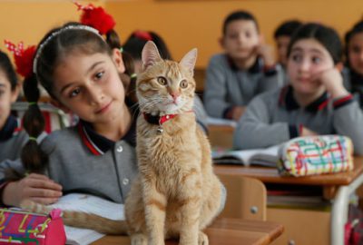 Kedi ‘Tombi’ sınıfa döndü