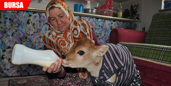 Suni teneffüsle hayata döndürülen buzağı ailenin maskotu oldu