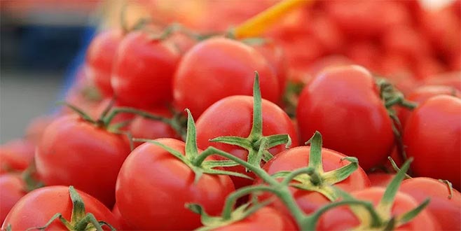 Dört Türk şirketine daha domates izni geliyor