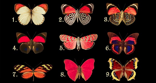 Bir kelebek seçin ve bilinçaltınızda yatan bilinmezlikleri keşfedin