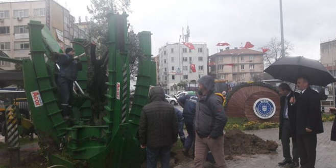 Gemlik’te 100 yıllık zeytin ağacı nakledildi Gemlik’te 100 yıllık zeytin ağacı nakledildi