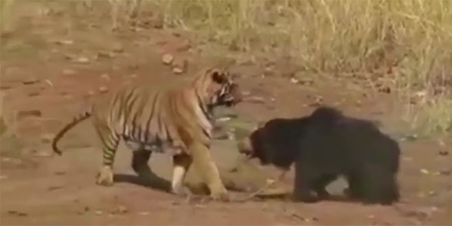 Kaplan ve ayının ölümcül dövüşü kamerada