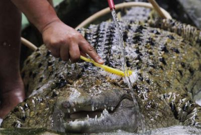 Kanalizasyondan timsah çıktı