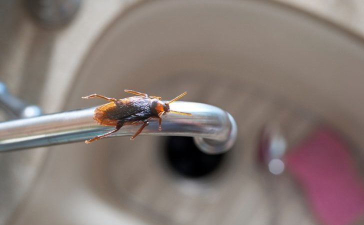 Hamam böcekleri, tiksinerek baktığımız ve evin her köşesine yerleşebilen, sağlığımız