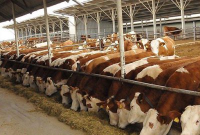 60 bin kesimlik sığır ithal edilecek