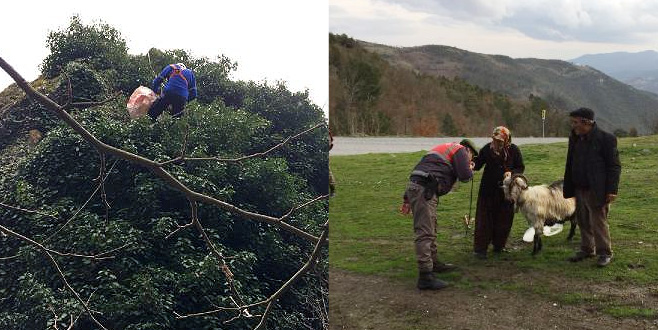 Bursa’da keçi kurtarma operasyonu