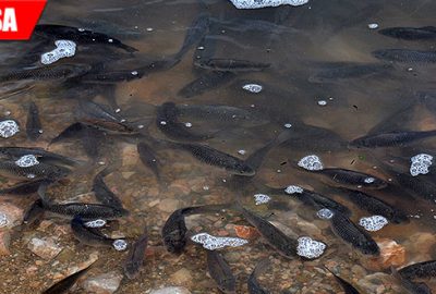 Boğazköy Barajı’ndaki balık ölümleri korkuttu