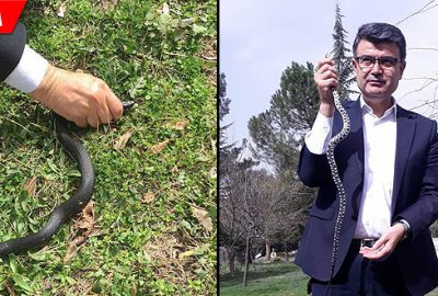 Yakaladığı yılanı baharı müjdelediği için serbest bıraktı