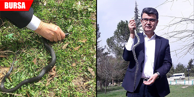 Yakaladığı yılanı baharı müjdelediği için serbest bıraktı