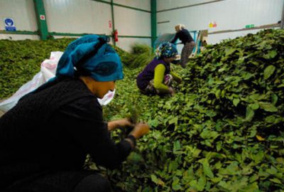 TKDK bin 198 kadın girişimciye hibe verdi