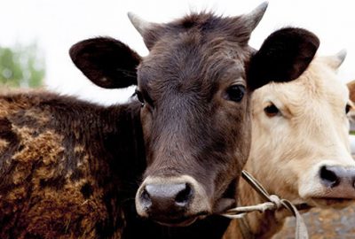 Et ithalatı ne zamana kadar devam edecek?