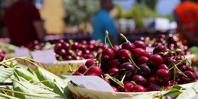 Kiraz ihracatına Uzak Doğu damga vuracak