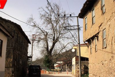 700 yıllık çınar kurumaya başladı