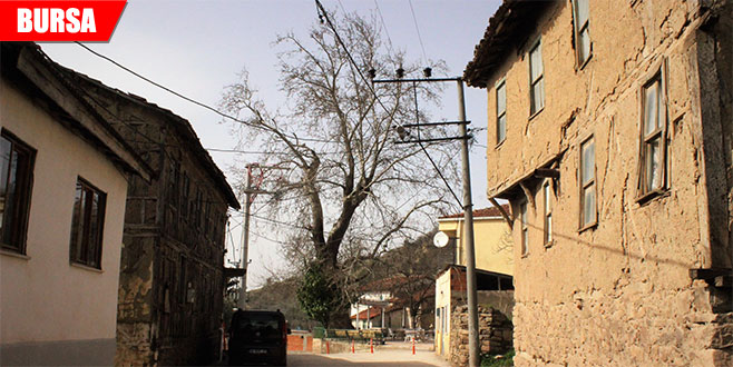 700 yıllık çınar kurumaya başladı