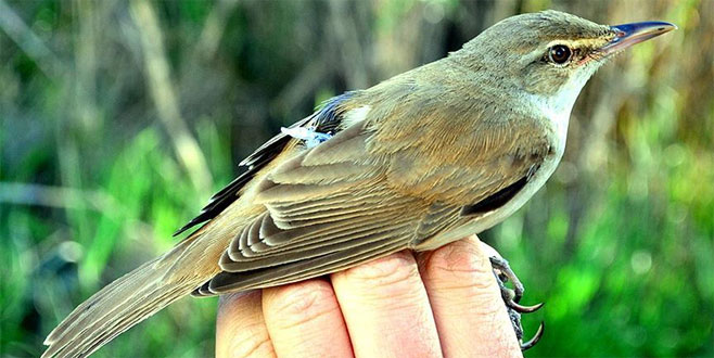 Türkiye’de yeni bir kuş türü tespit edildi