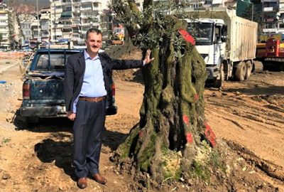 6 asırlık zeytin ağacı nakledildi 