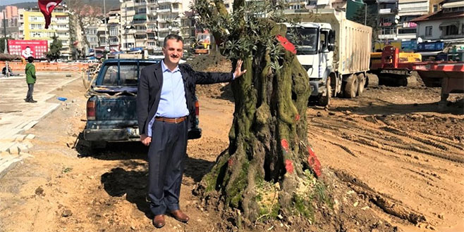 6 asırlık zeytin ağacı nakledildi 6 asırlık zeytin ağacı nakledildi