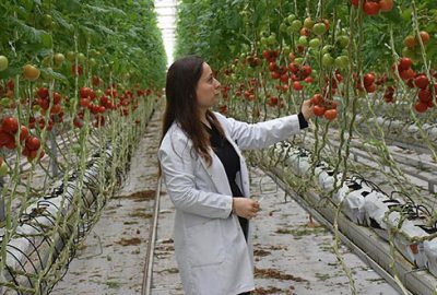 Topraksız seradan Rusya’ya domates