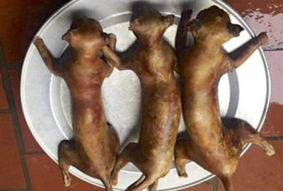 Çuval çuval kediyi pazara getirdiler! Gerekçe ise çok korkunç