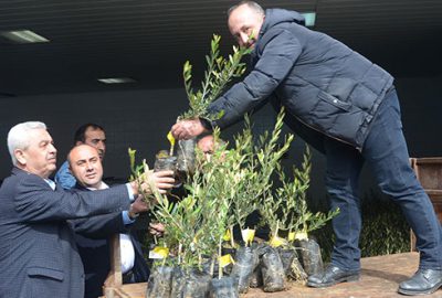 Zeytin üreticisine yedi bin fidan