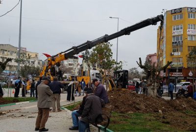 Tarihi zeytin ağaçları Gemlik merkezinde