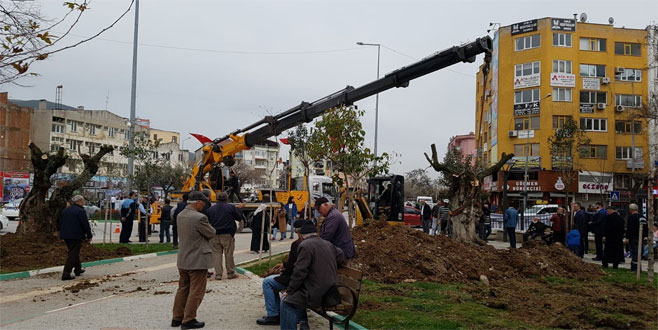 Tarihi zeytin ağaçları Gemlik merkezinde