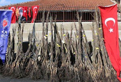 TİKA’dan Makedonya’da ceviz yetiştiriciliğine destek