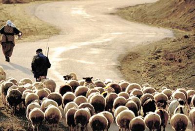 Küçükbaş üretimi artacak