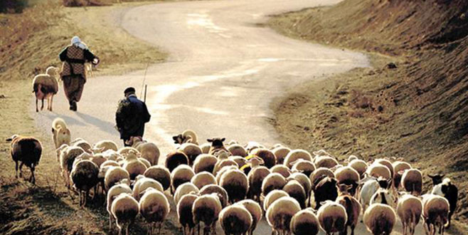 Küçükbaş üretimi artacak