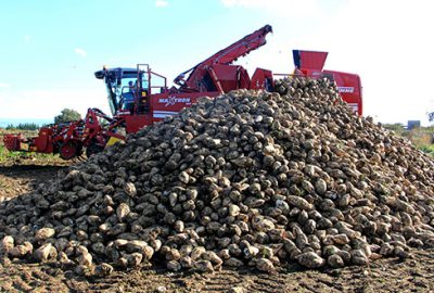 Pancar üretiminde tehlike çanları