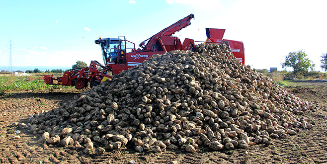 Pancar üretiminde tehlike çanları