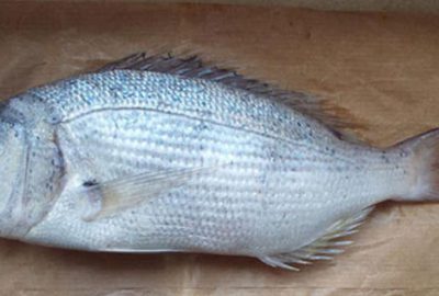 Çiftlikte sinarit yetiştirdi