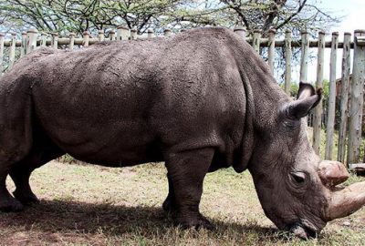 Dünyanın son erkek beyaz gergedanı öldü
