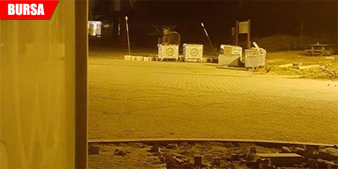 Kış uykusundan uyanan ayı böyle görüntülendi