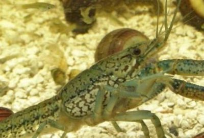 Üremek için erkeğe ihtiyacı olmayan bu hayvan dünyayı istila ediyor