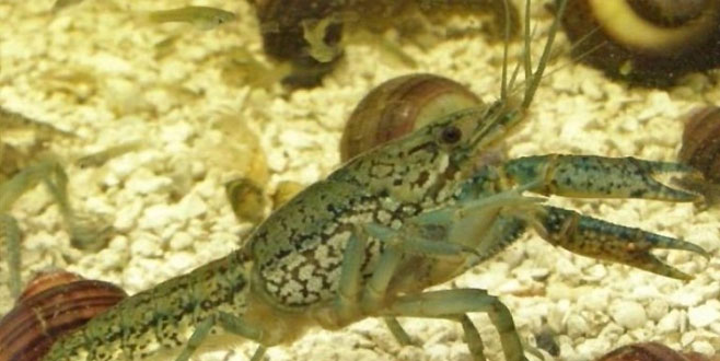 Üremek için erkeğe ihtiyacı olmayan bu hayvan dünyayı istila ediyor