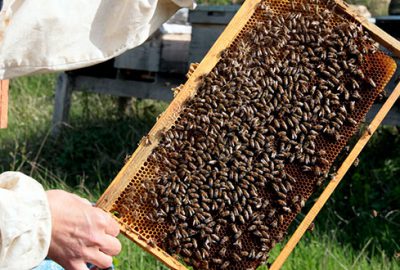 ‘Anadolu propolisi’ni 6 ülkeye satıyorlar! Bursa ve Balıkesir…