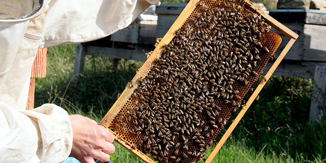 ‘Anadolu propolisi’ni 6 ülkeye satıyorlar! Bursa ve Balıkesir…